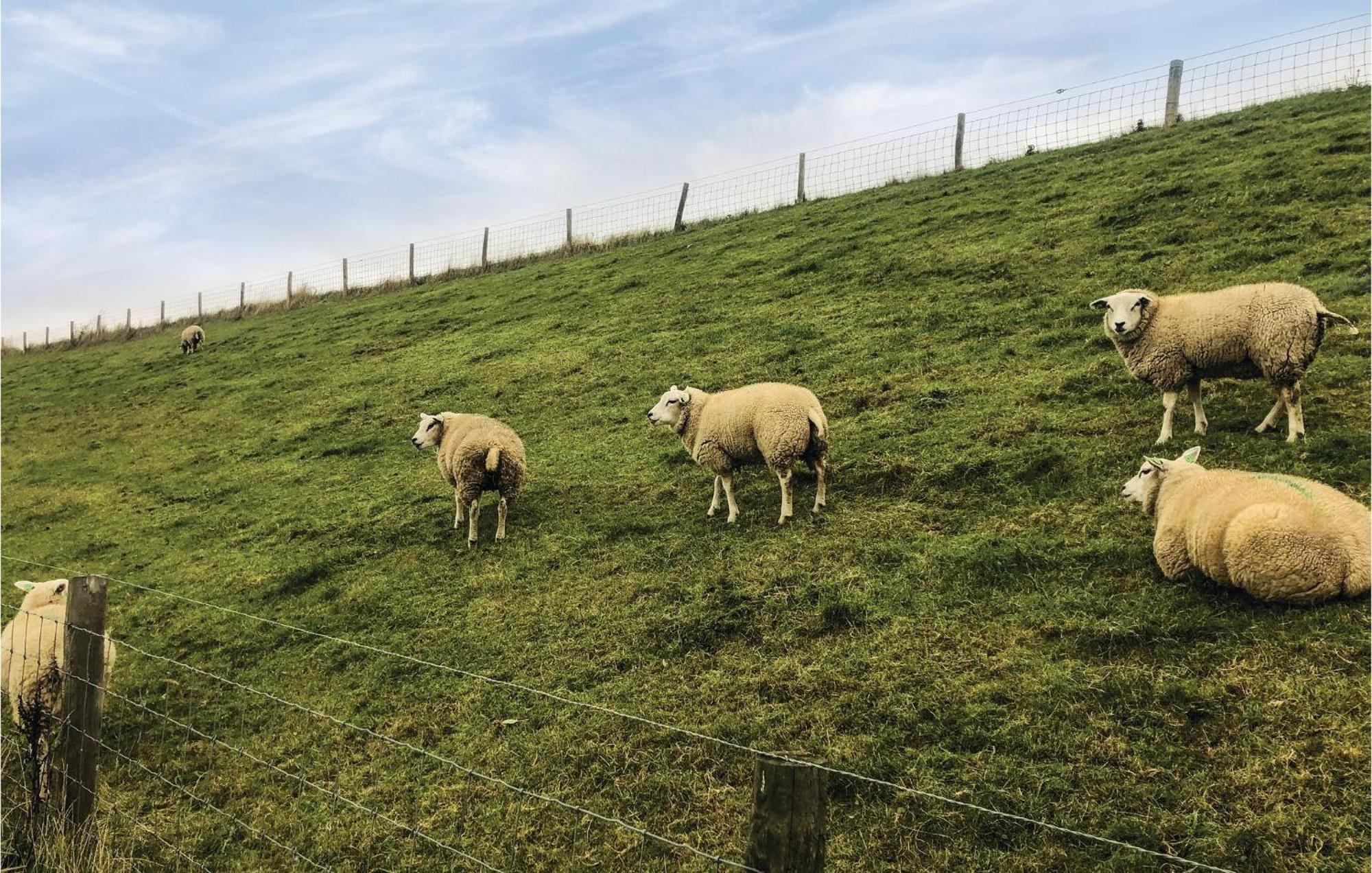Hoeve Alegria Hoogwoud エクステリア 写真